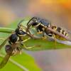  - Wasps, Sawflies, Bees, Ants