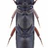  - plate-thigh beetles